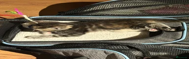 Tabby female