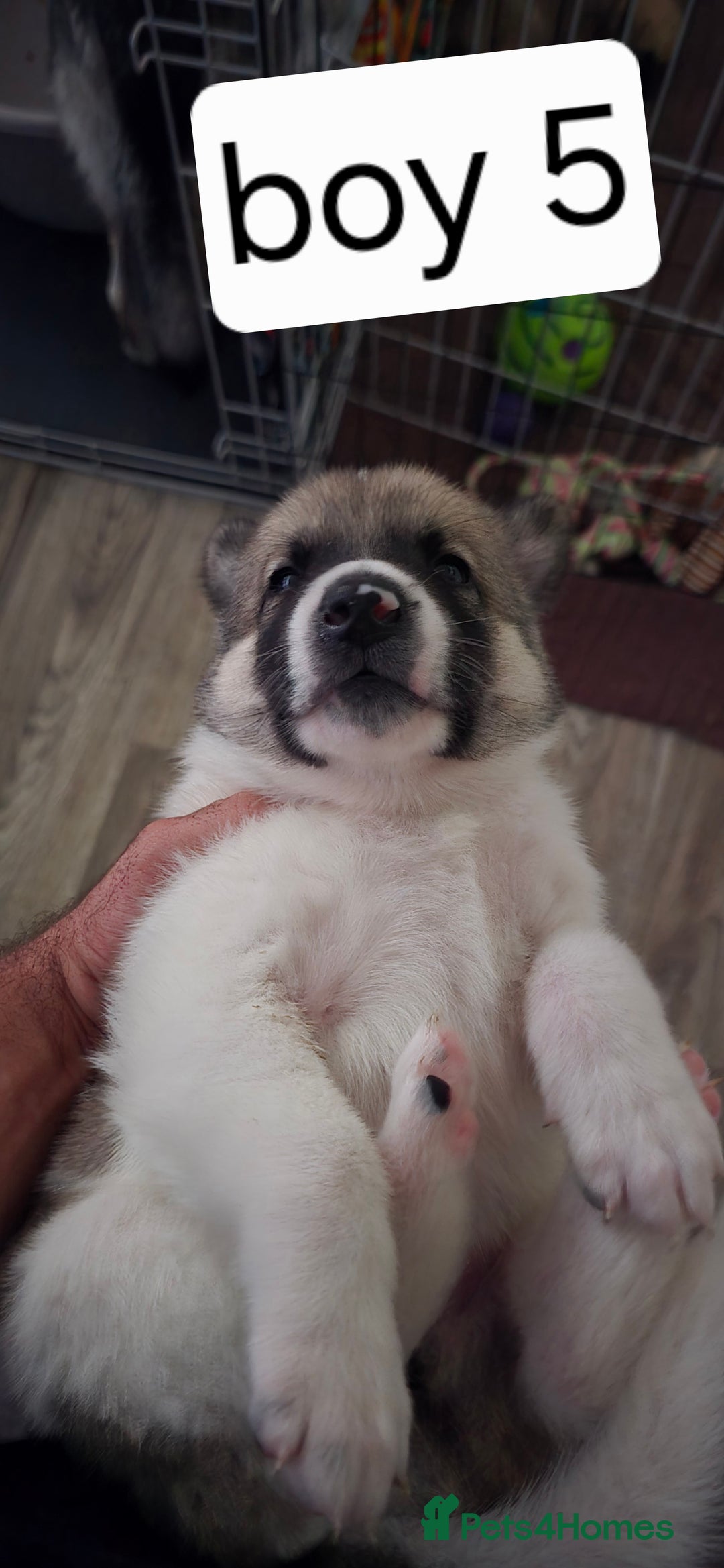 Mixed Breed dogs for sale: Northern Inuit cross American akita  - Image 38