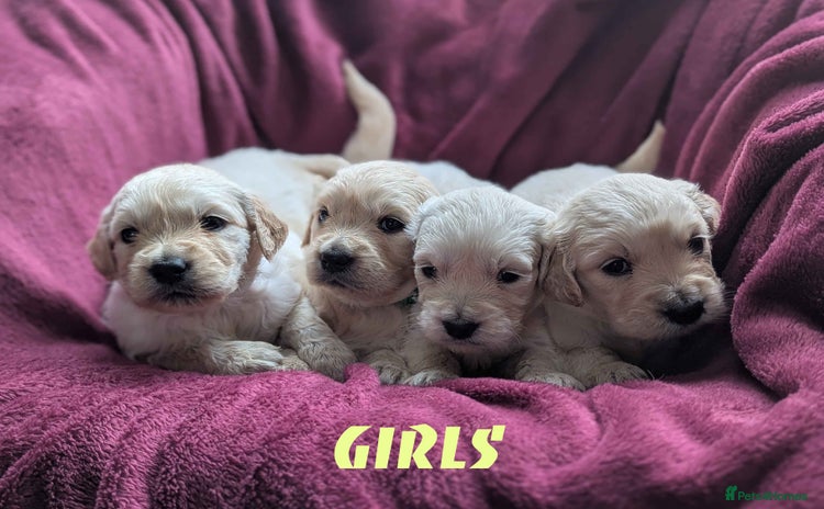Golden Retriever dogs - Advert 1