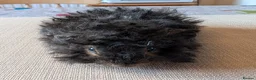 Guinea Pig rodents for sale: Gorgeous bonded boys  - Advert 7