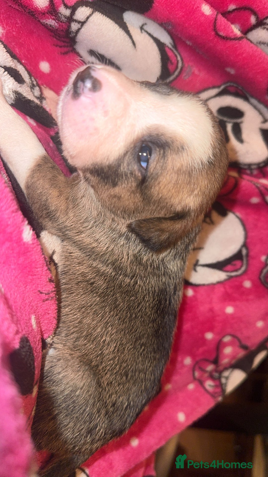 Mixed Breed dogs for sale: Pups for sale  - Advert 31