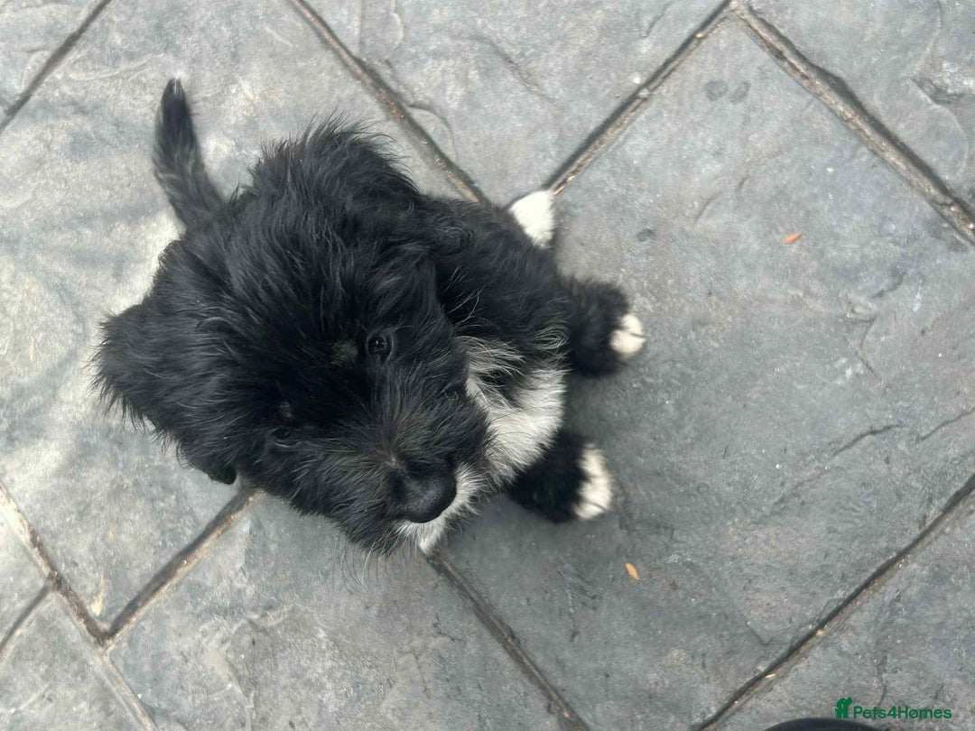 Mixed Breed dogs for sale: Cockerpoo x bordercollie puppies - Image 9