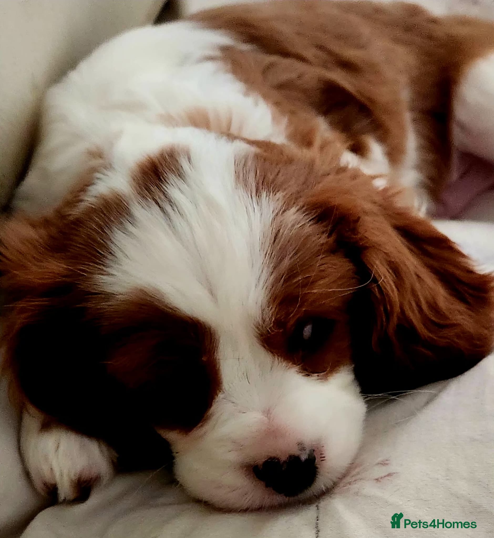 Cavalier King Charles Spaniel dogs Four Blenheim Cavalier King Charles Spaniel Boys - Advert 6