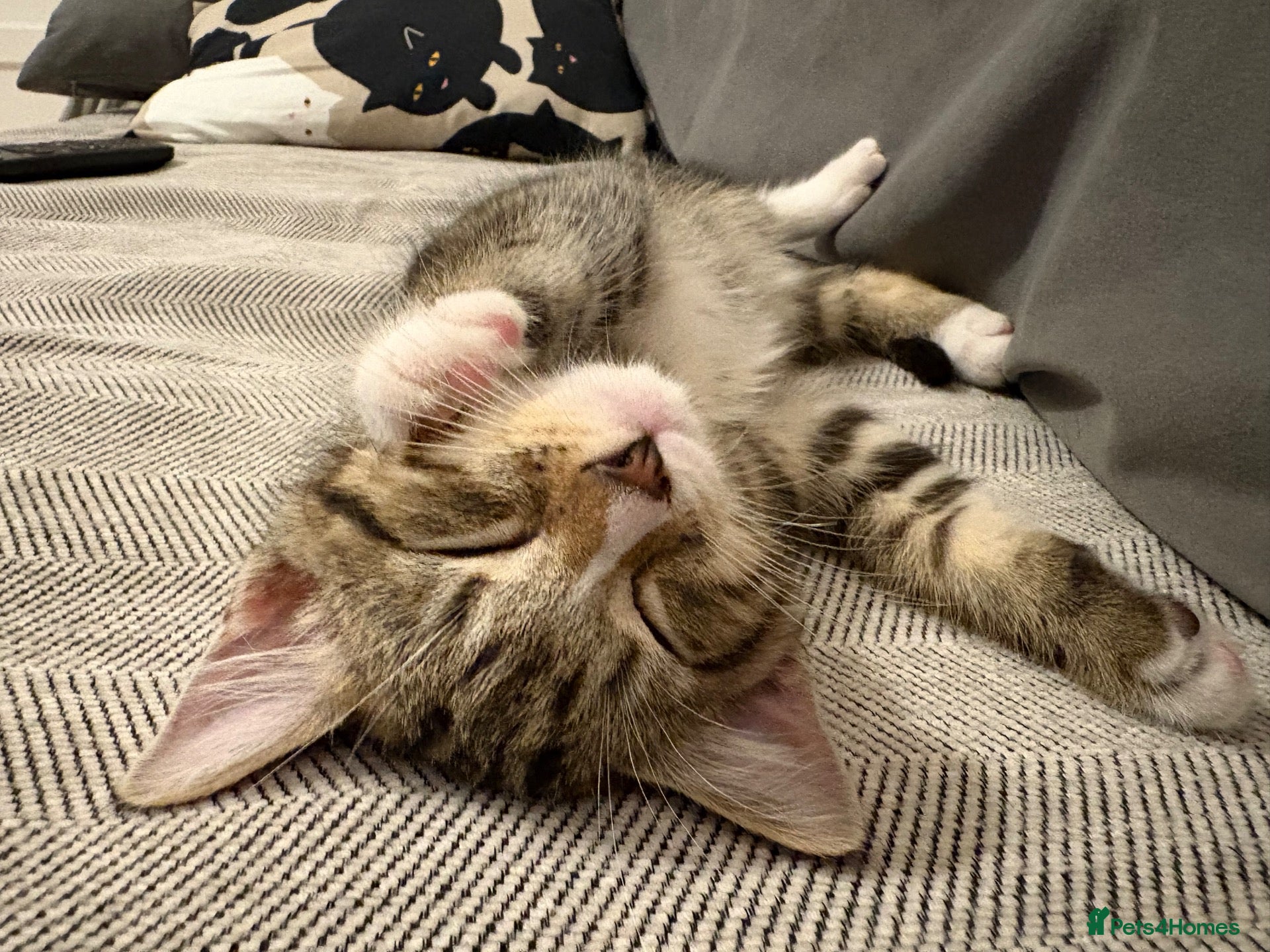 Mixed Breed cats Adorable tabby boy  - Advert 1
