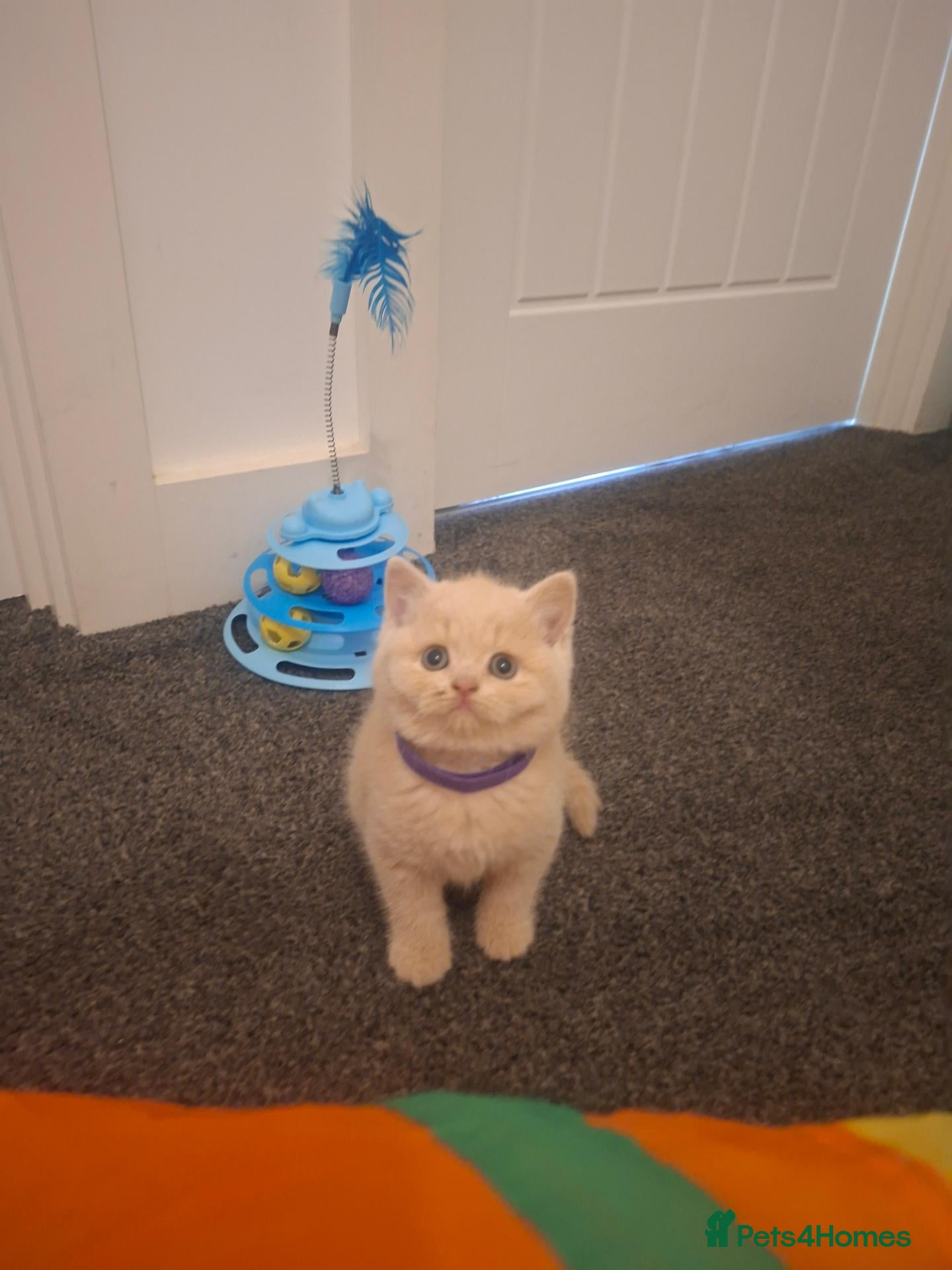 British Shorthair cats Stunning Chunky GCCF British Shorthair Kittens - Advert 2