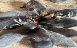 British Shorthair cats for sale: Beautiful kittens for sale - Image 29