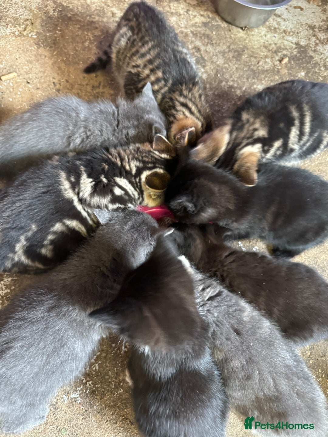 British Shorthair cats for sale: Beautiful kittens for sale - Image 29
