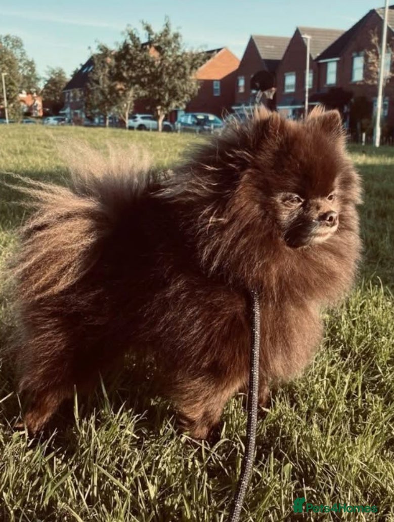 Pomeranian dogs Parti and lilac producing Russian chocolate stud  - Advert 21