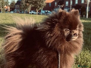 Pomeranian dogs Parti and lilac producing Russian chocolate stud - Advert 7