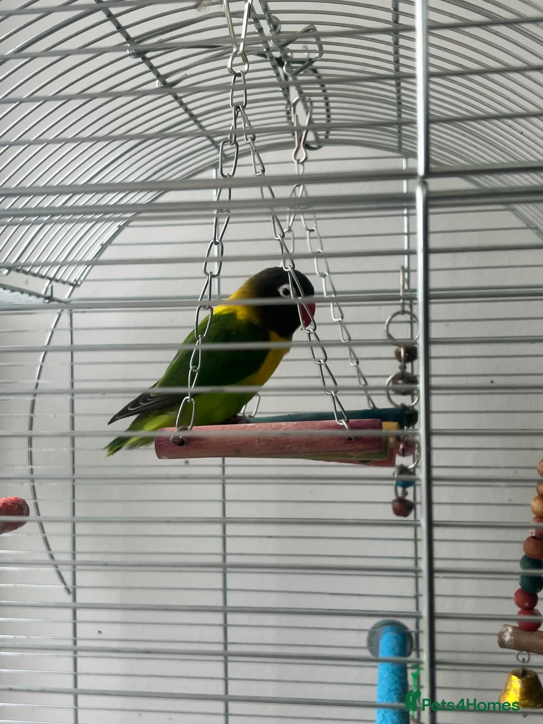 Lovebirds birds for sale: Pair of love birds  - Advert 3