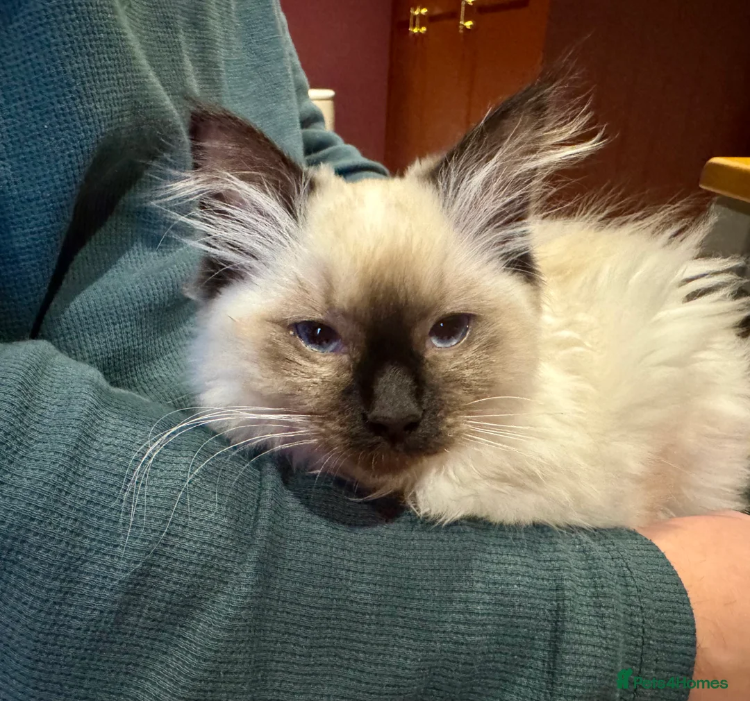 Ragdoll cats for sale: Ragdoll Female kitten 14weeks rehome - Advert 4