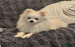 Pomeranian dogs for sale: Beautiful Pomeranian puppies amazing rare colours - Image 10