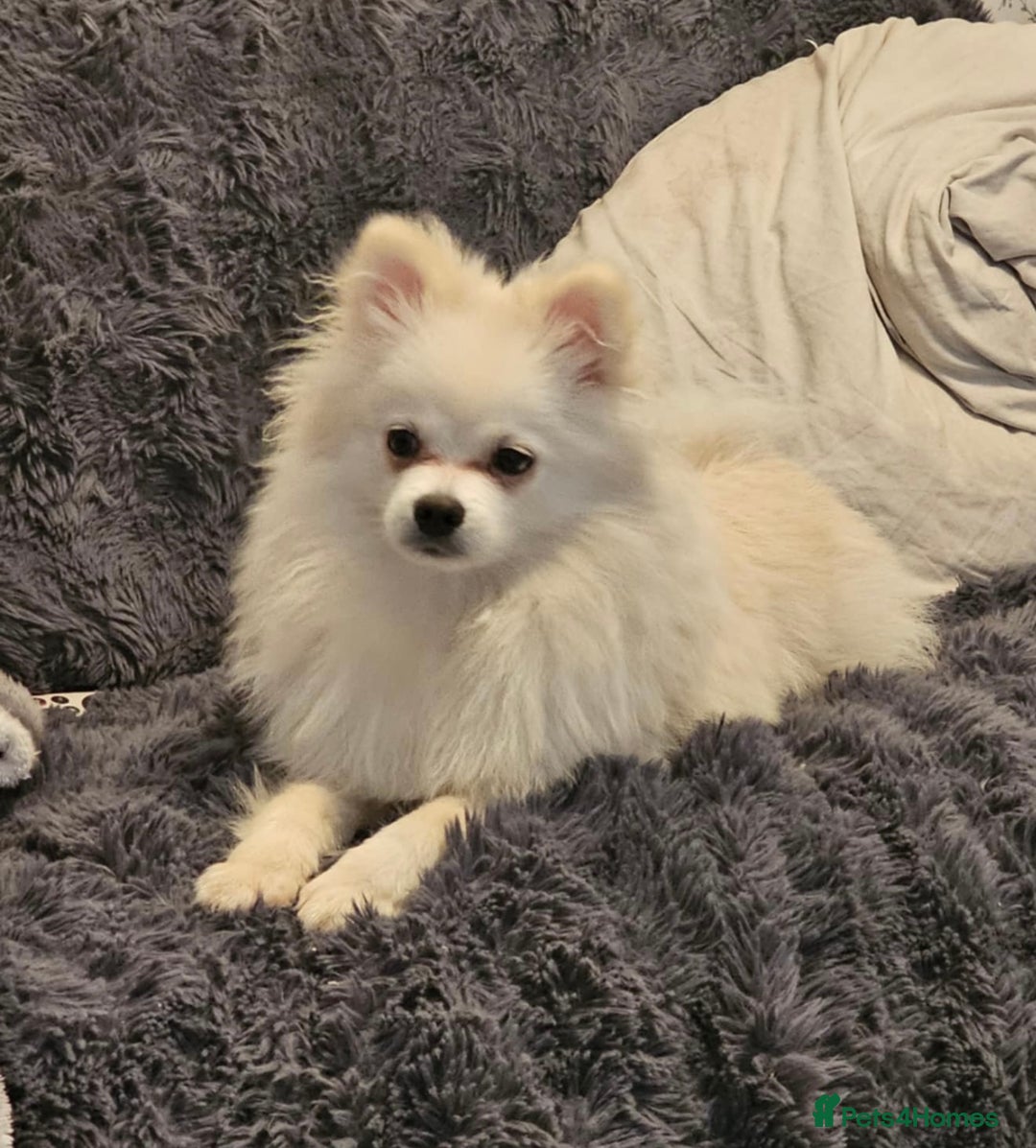 Pomeranian dogs for sale: Beautiful Pomeranian puppies amazing rare colours - Image 10