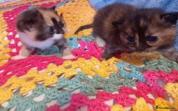 Mixed Breed cats for sale: Black and white kitten - Image 20