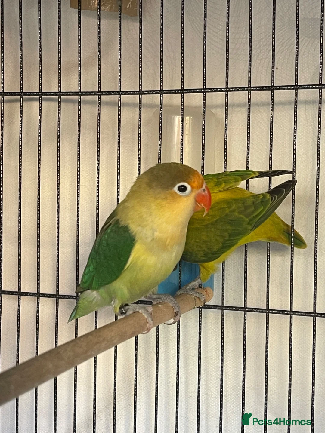 Lovebirds birds for sale: Two lovebirds for sale £120 for both - Advert 13