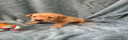 Mixed Breed dogs for sale: Labrador x staff - Advert 18