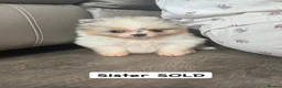 Pomeranian dogs for sale: Unique Parti tan Merle blue eye 💎 - Advert 3