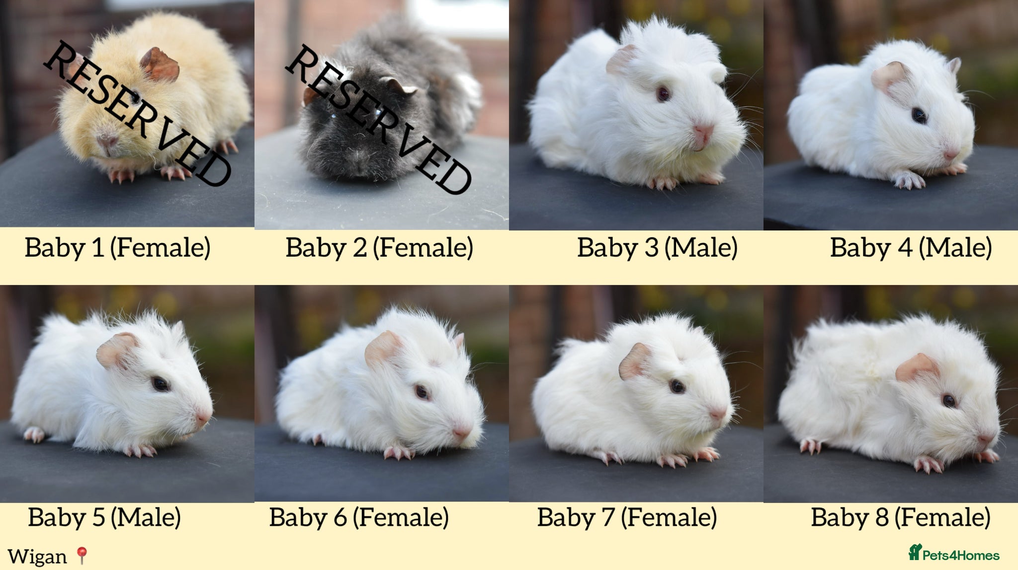 Guinea Pig rodents Baby Guinea Pigs Looking For New Homes - Advert 4