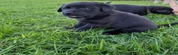 Labrador Retriever dogs for sale: 8 Labrador puppies for sale - Advert 22