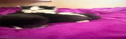Mixed Breed cats for sale: Beautiful girls looking for forever homes - Advert 5