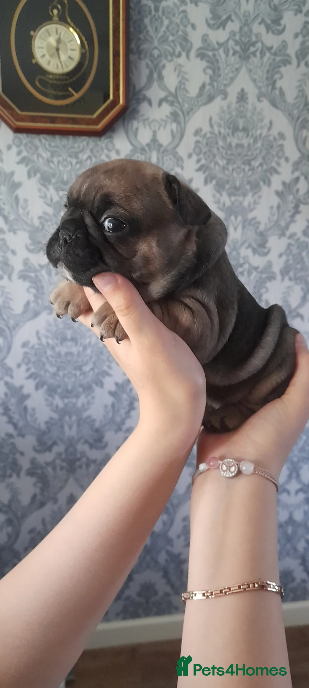 French Bulldog dogs for sale: French bulldog puppies - Advert 2