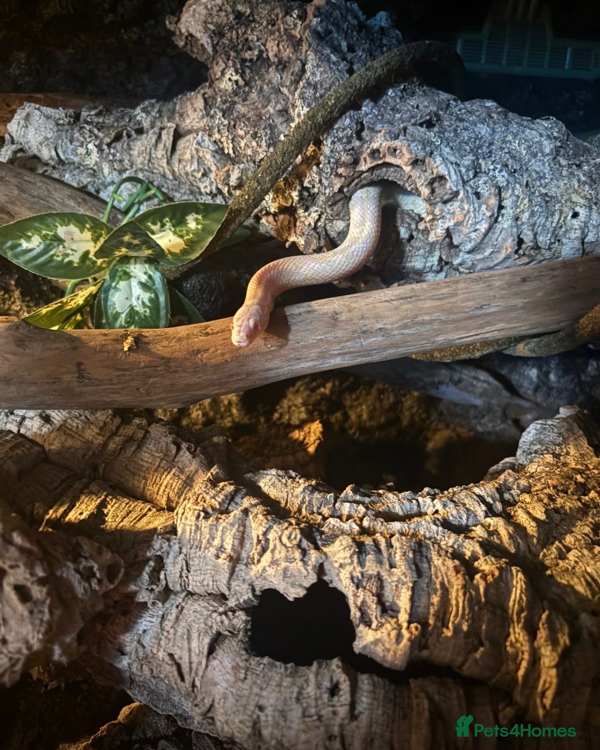 Corn Snake reptiles Corn snake + full Vivarium setup  - Advert 1