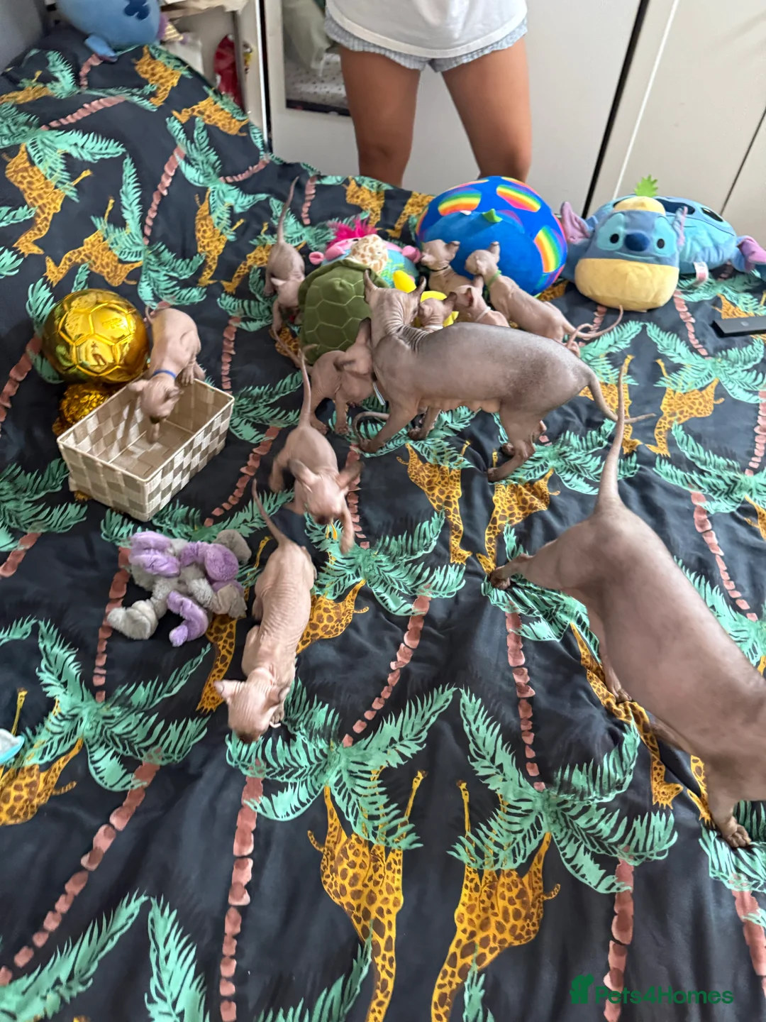 Gallery Image {{count}}