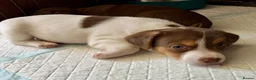 Jack Russell dogs for sale: Last Two Beautiful Pure Jack Russell Boys - Advert 1