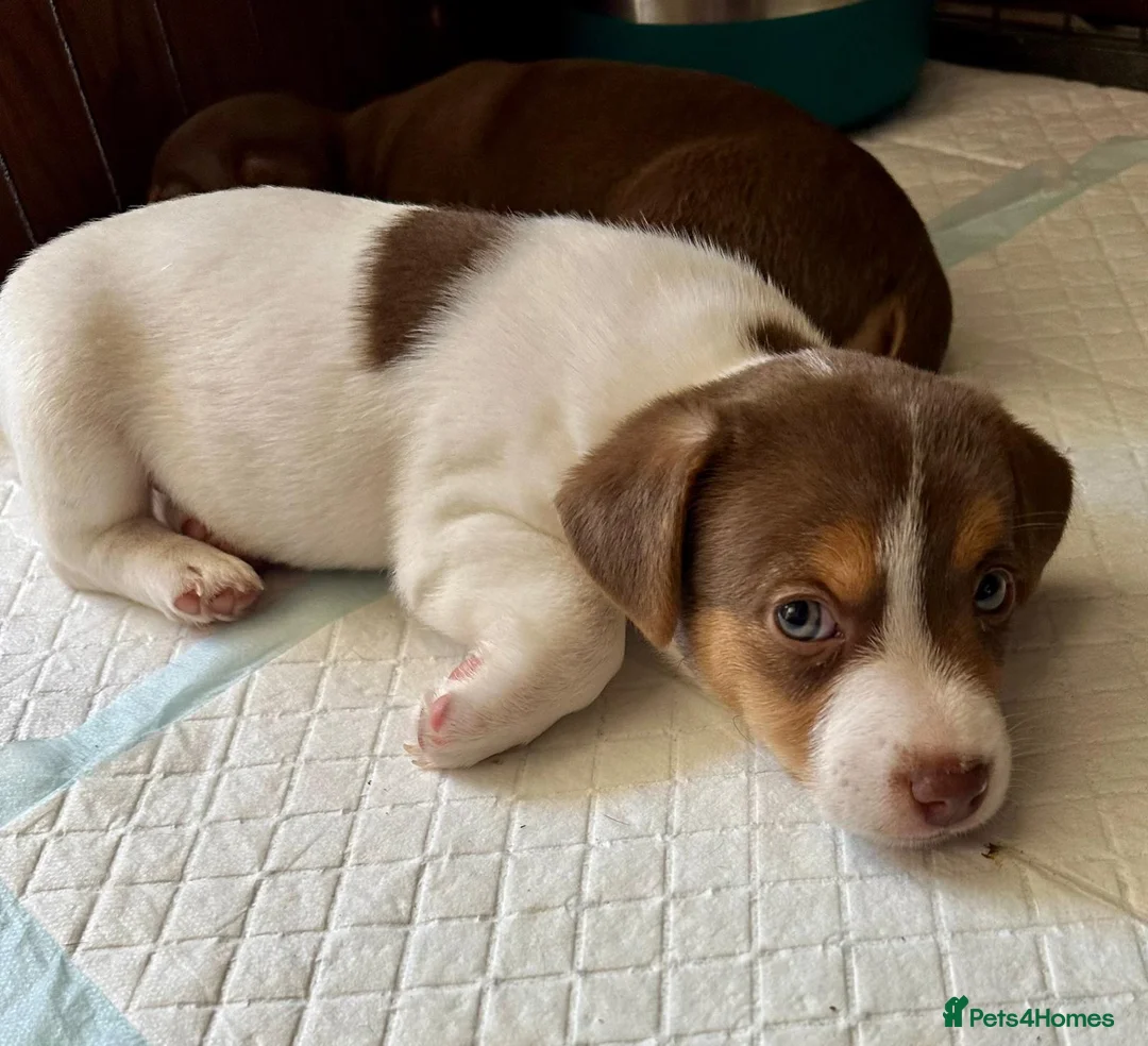 Jack Russell dogs for sale: Last Two Beautiful Pure Jack Russell Boys - Advert 1