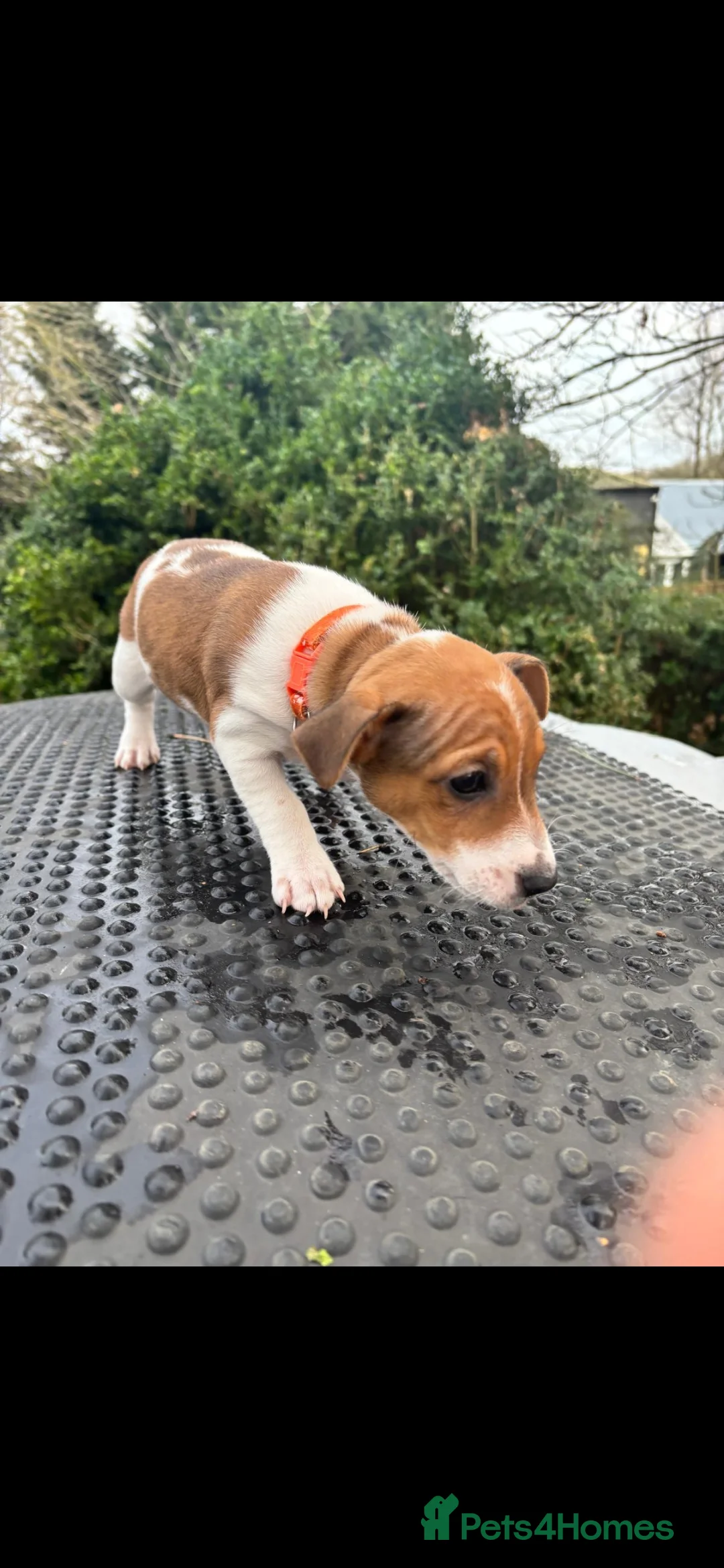 Jack Russell dogs for sale: Beautiful tricoloured jack Russell pups for sale - Advert 20