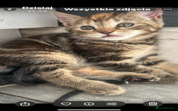Mixed Breed cats for sale: Kittens  - Image 11