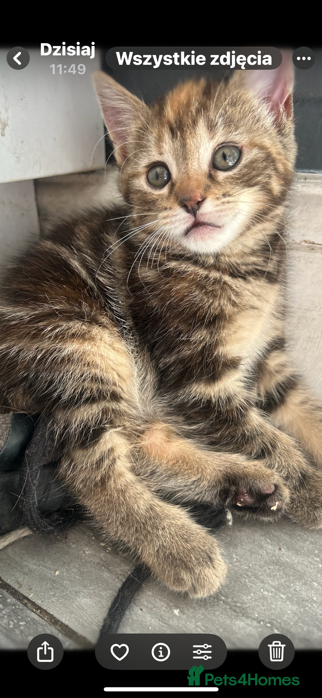 Mixed Breed cats for sale: Kittens  - Image 11