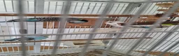 Budgerigars birds for sale: 4 Breeding pair of budgies and chicks in London - Advert 11