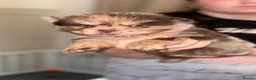 Chow Chow dogs for sale: 🐾BEAUTIFUL CHOW CHOW PUPPIES🐾 - Advert 5