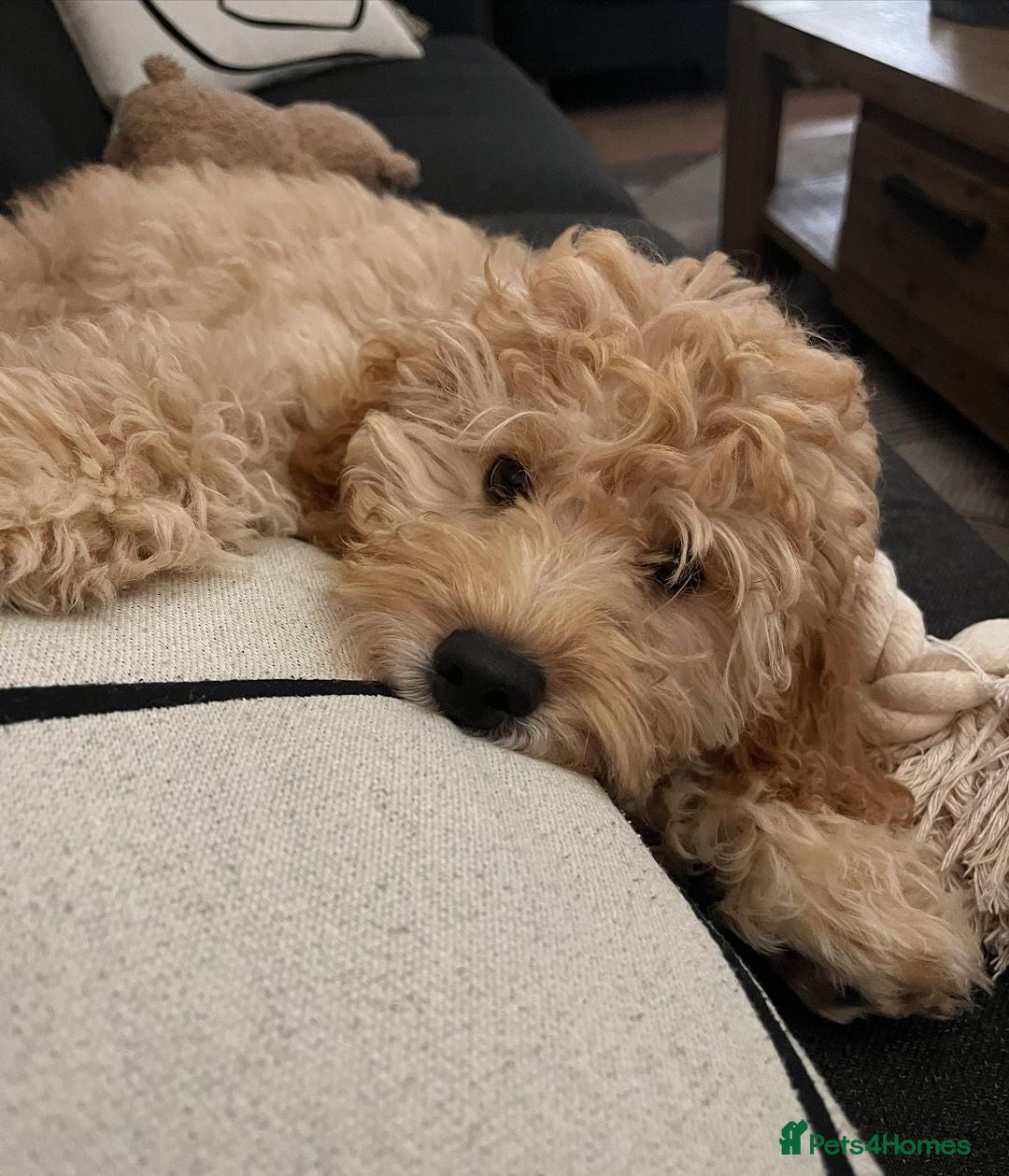 Cockapoo dogs for sale: Beautiful Smart Cockapoo Puppy Ready - Image 4