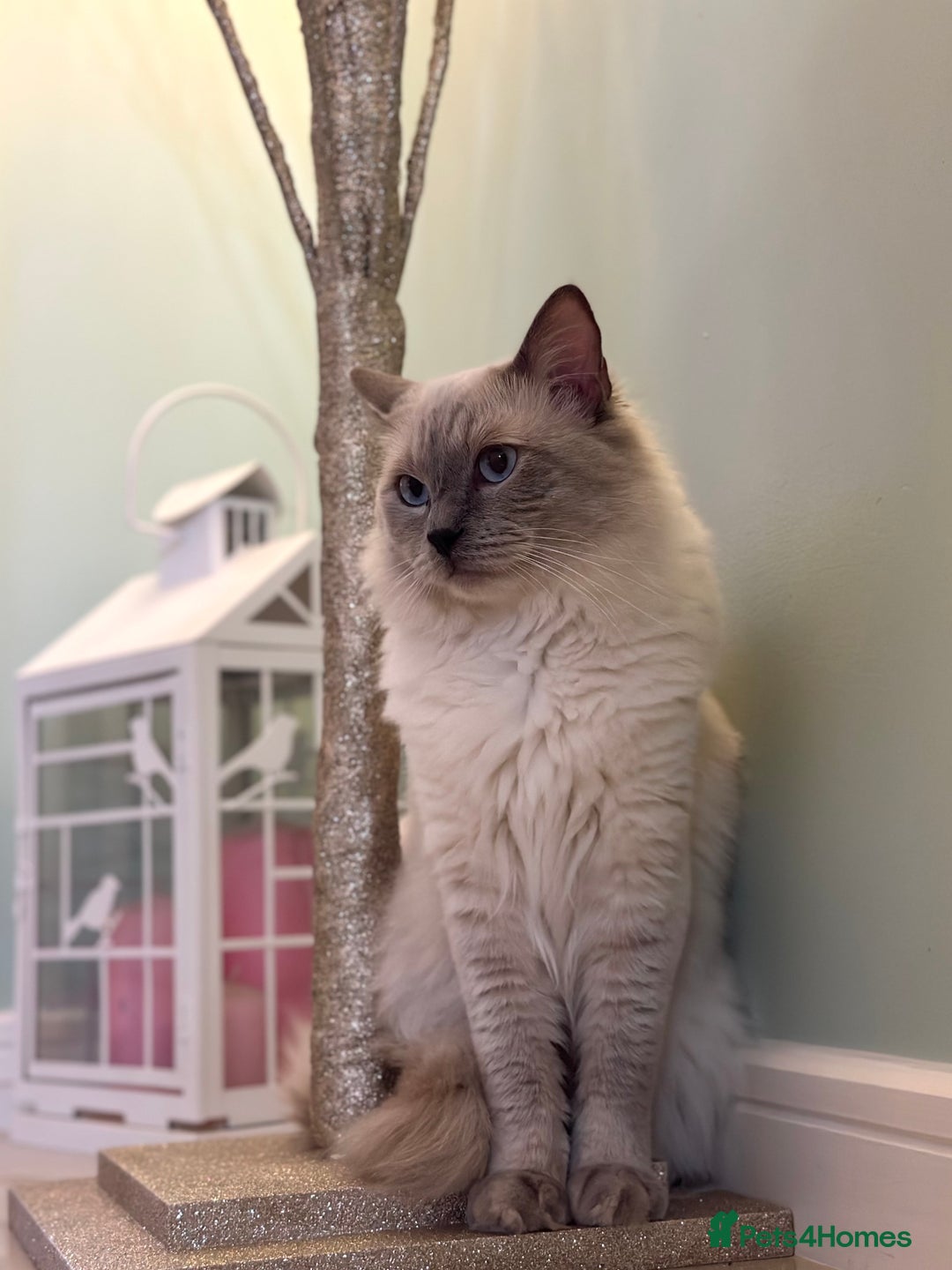 Ragdoll cats for stud: DNA TESTED🧬 Blue Point, Choc Carrier Ragdoll STUD - Advert 3