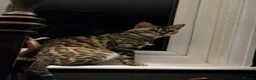 Bengal cats for sale: Tica Bengal Queen - Advert 6