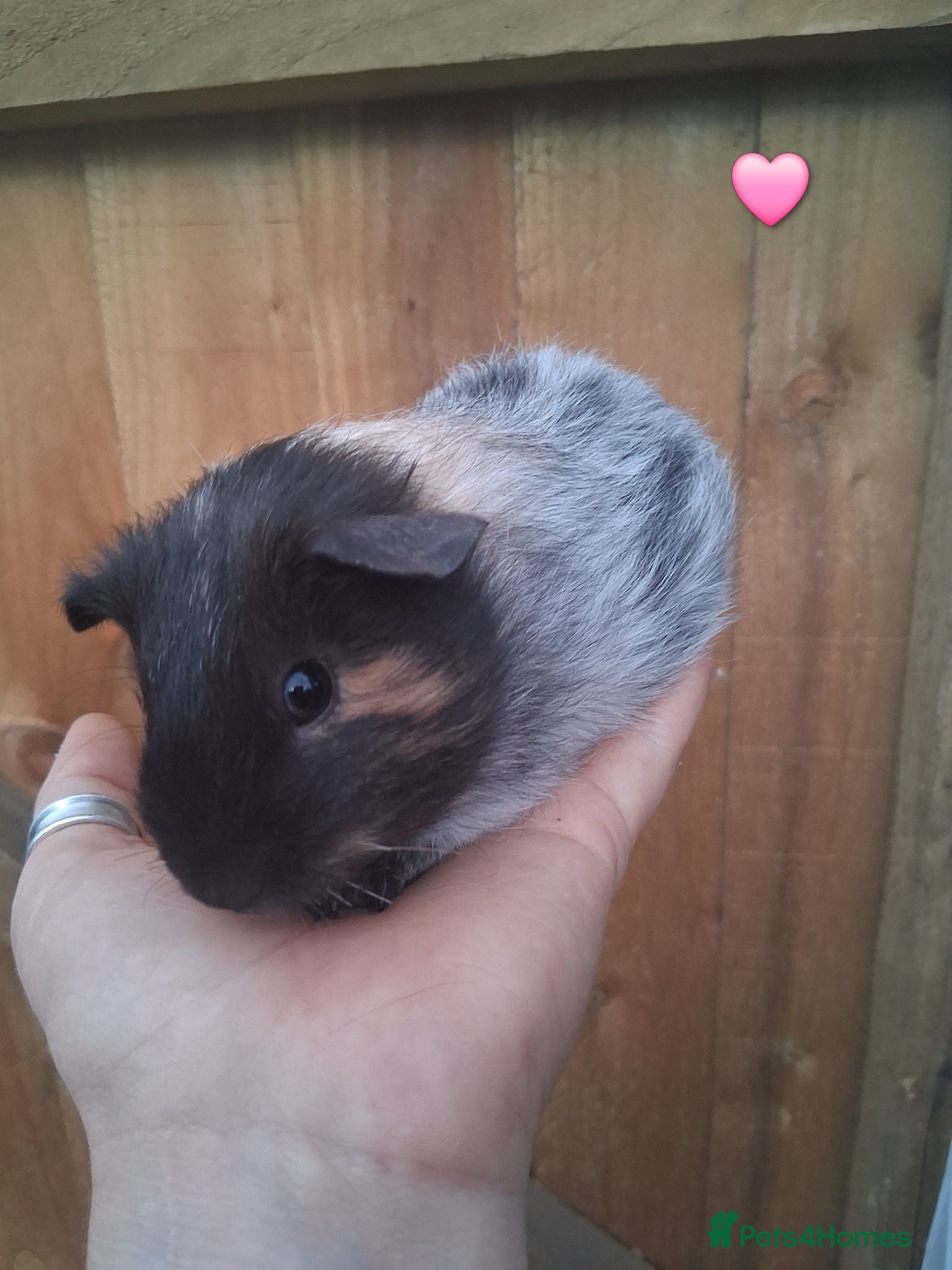 Guinea Pig rodents 4 beautiful baby guinea pigs for sale - Advert 8