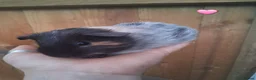 Guinea Pig rodents for sale: 7 beautiful baby guinea pigs for sale - Advert 4