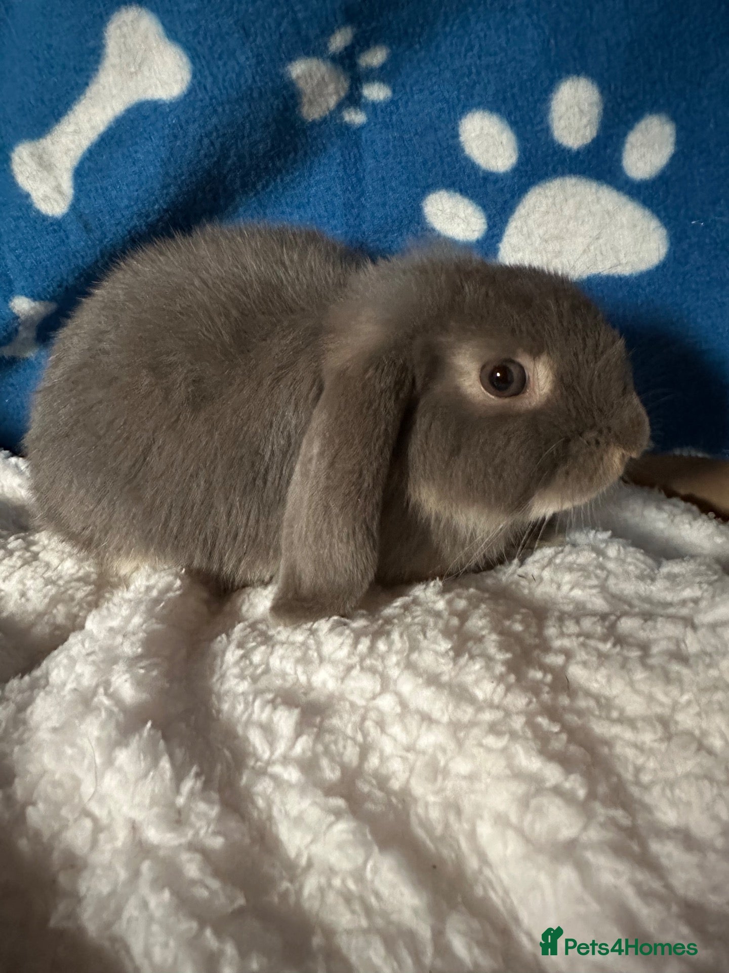 Mini Lop rabbits Beautiful Pure Bred Mini Lop Bunnies Ready Now - Advert 1