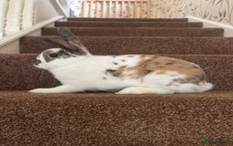 English Spot rabbits for sale: Tri coloured male rabbit - Image 3