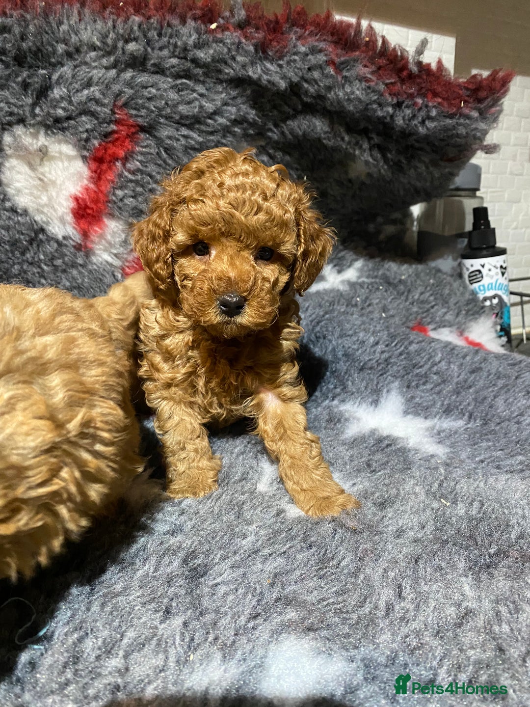 Toy Poodle dogs for sale: KC Toy Poodles Health Tested - Advert 5