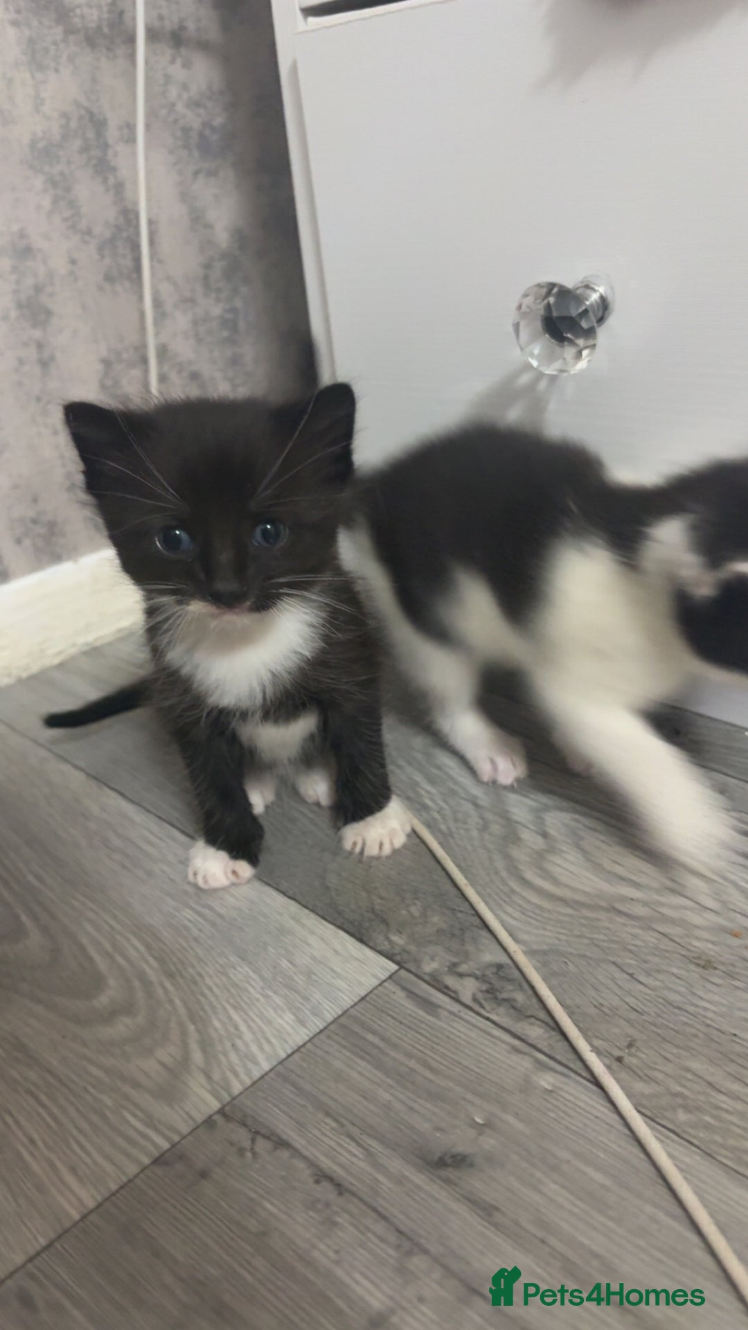 British Shorthair cats for sale: 6 beautiful black and white kittens - Image 6