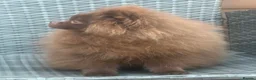 Pomeranian dogs for sale: Amazing Poms teddy bear boy - reduced price  - Advert 4