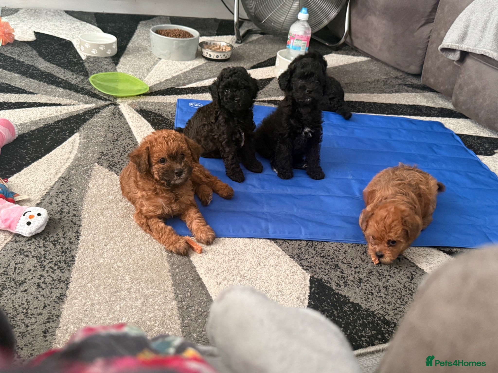 Maltipoo dogs Outstanding Malshipoo puppies. - Advert 1