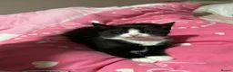 Bengal cats for sale: Kitten’s and mother are ready for there homes - Advert 15
