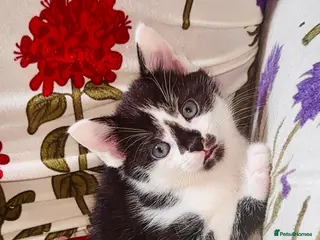 Mixed Breed cats 1 MALE Kitten LEFT😍 - Advert 4