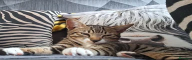 Bengal 2