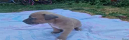 Staffordshire Bull Terrier dogs for sale: Staffordshire bully puppies  - Advert 17