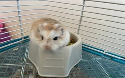 Hamster rodents for sale: Russian dwarf hamster  - Image 5
